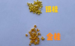 桂花品种有哪些？看图识花全解析