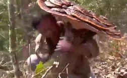 世界上最大的菌类到底有多大？