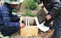 家庭养蜂技术视频，新手怎么学？