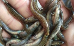 广州黄沙台湾泥鳅价格现在多少？