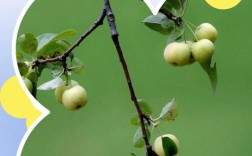 海棠果哪个品种口感最佳？