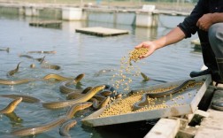 最新鳝鱼养殖技术视频怎么学？