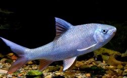 光唇鱼原生态养殖技术要点有哪些？