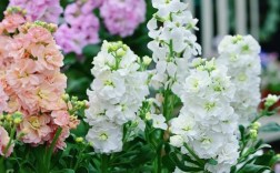 紫罗兰不同品种花期有何差异？