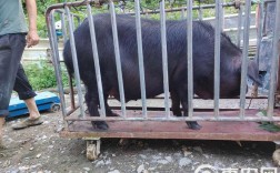 四川黑猪品种哪个最好？