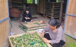 柞蚕人工养殖技术视频怎么学？