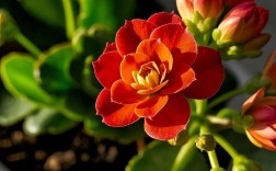 羽叶长寿花有哪些常见品种？