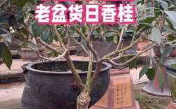 日香桂品种到底好不好？