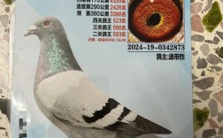 2025年湖南肉鸽价格会涨还是跌？