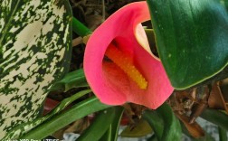 火鹤与花烛是同种植物吗？