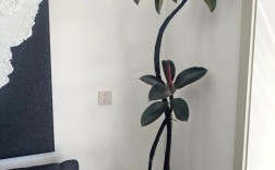 橡皮树哪个品种颜值最高？