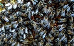 东北黑蜂养殖技术视频，关键要点有哪些？