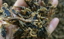 安徽亳州全蝎价格行情如何？