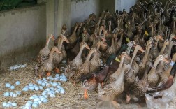 公鸭不下蛋，图片从何来？