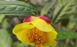 金茶花哪个品种最珍稀？