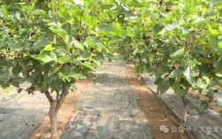 大棚桑椹种植技术视频怎么学？