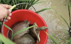 巨型稻甲鱼混养，如何实现双赢？