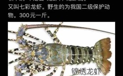 中国沿海龙虾品种有哪些？