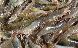 北方地区适合养什么品种的虾？