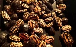 2025年南石金钱龟价格会涨还是跌？