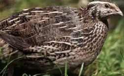 那个品种鹌鹑产蛋量高