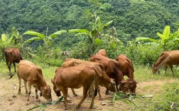 农村放牧黄牛养殖技术