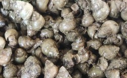 螺蛳人工养殖技术视频如何掌握关键步骤？