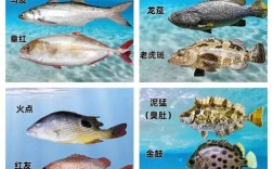 宁常见海水鱼养殖品种有哪些？
