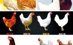 产蛋鸡品种图，常见蛋鸡有哪些？