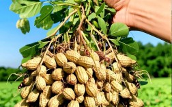 花生高产技术有哪些关键要点？