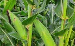 夏天种的玉米品种有