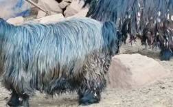 山西圈养羊选啥品种好？