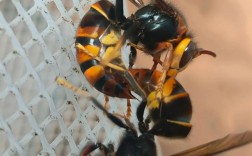 中国哪种马蜂品种好？