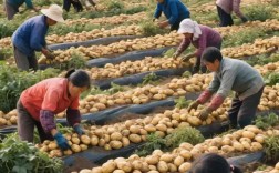 土豆高产技术视频，如何轻松实现高产？