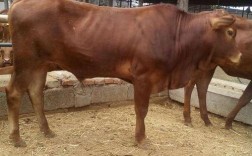 鲁西黄牛分几个品种？