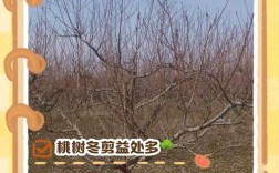 桃树幼树冬季剪，咋剪才旺花多？