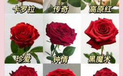 送恋人玫瑰，什么品种最合适？