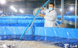 室内南美白对虾养殖技术有哪些关键点？