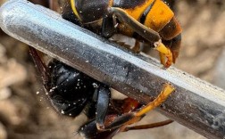 养老虎蜂技术视频全集，真能学会吗？