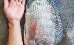 世界上最大的罗非品种