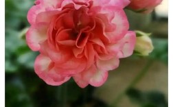 天竺葵哪些稀有品种价格高？