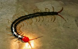 蜈蚣养殖技术为何价格超低？