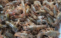 中国最好的虾苗品种