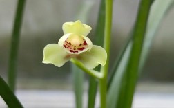 四季兰品种有哪些？