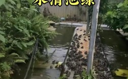 青蛙养殖技术视频，新手能学会吗？