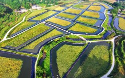 虾稻田种什么水稻品种好？