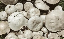 白色大蘑菇是什么品种？