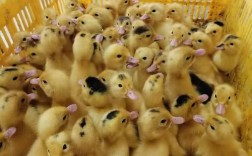 南方多雨适合养什么鸭苗？