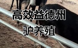 什么品种肉驴好养又好长？