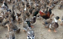 什么鸭子品种最易养活？